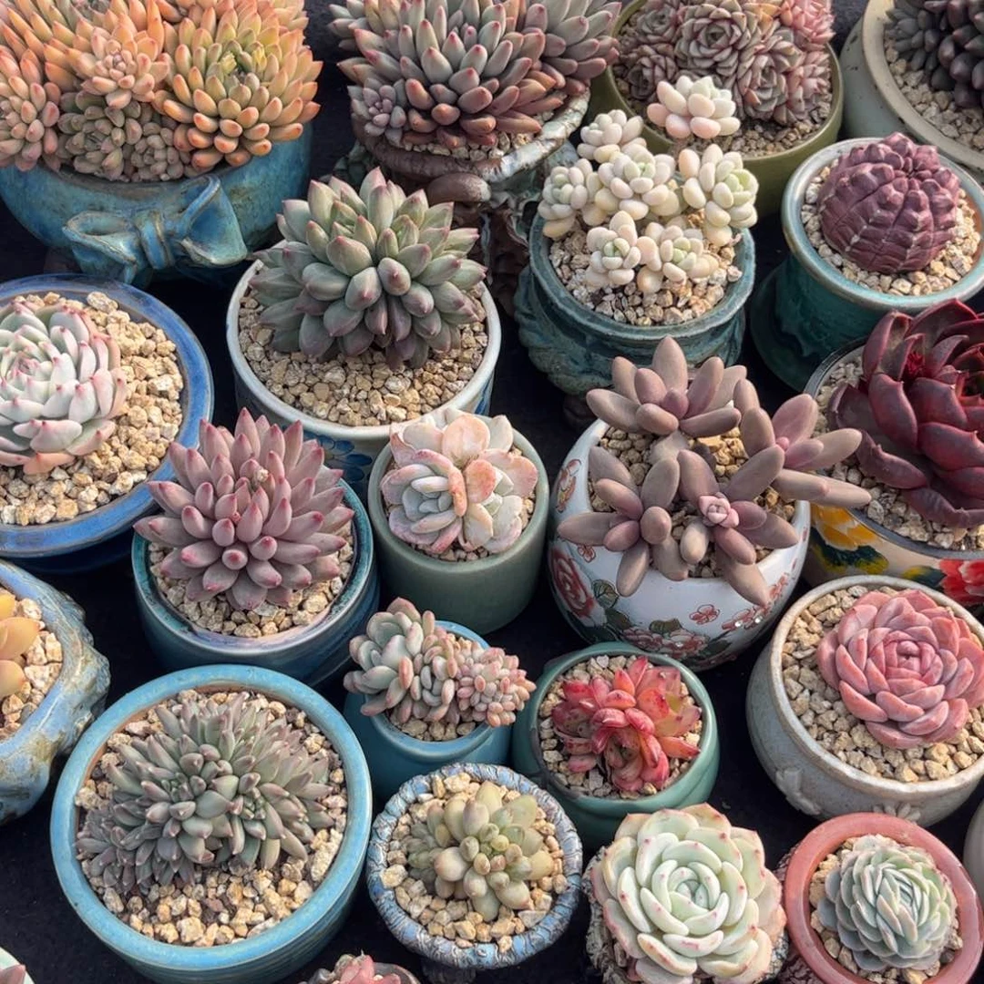 J***❣多肉植物11111111