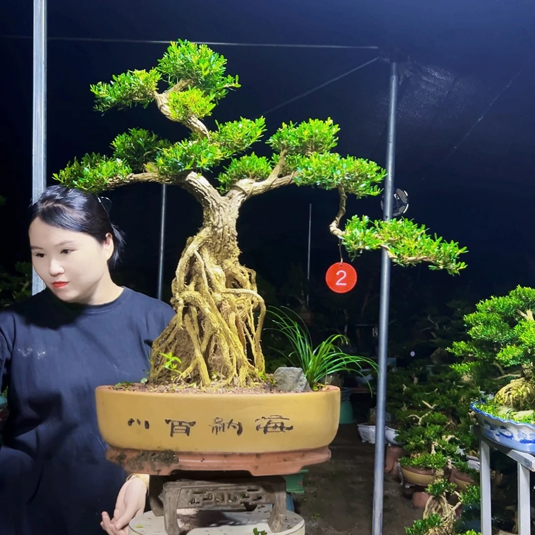 无花朵黄杨木