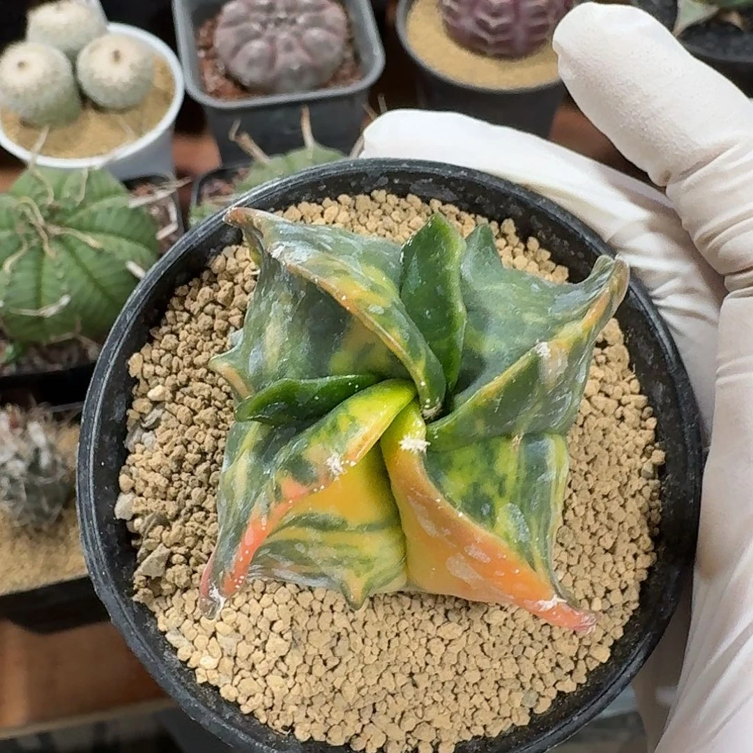 孪凤玉锦仙人球1234