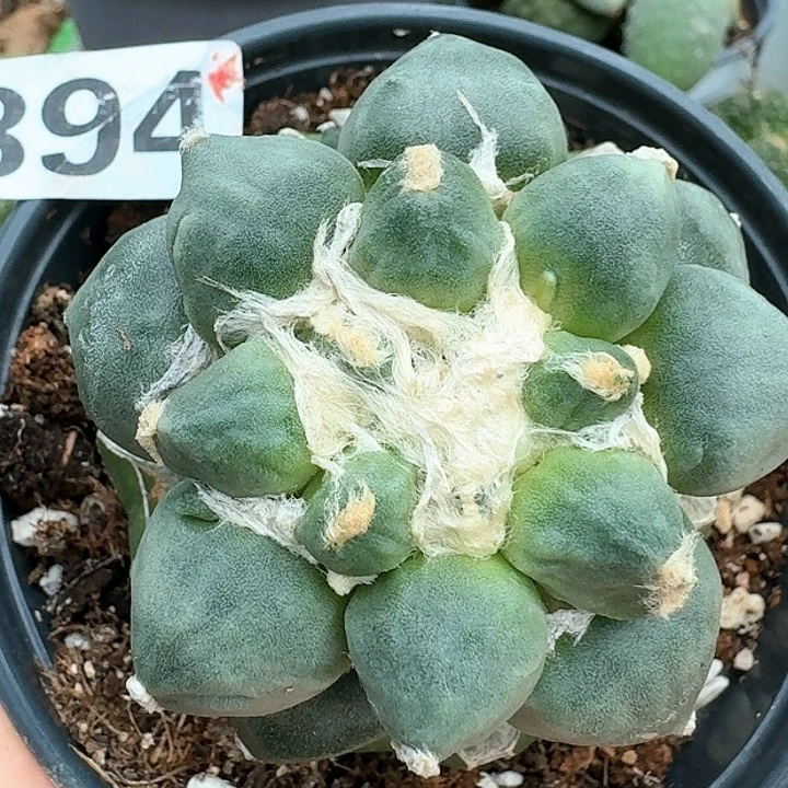 【闪购商品】无花朵L****e蛋尤394
