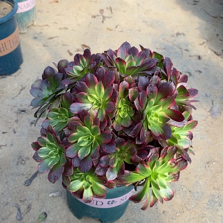 安娜多肉植物76。