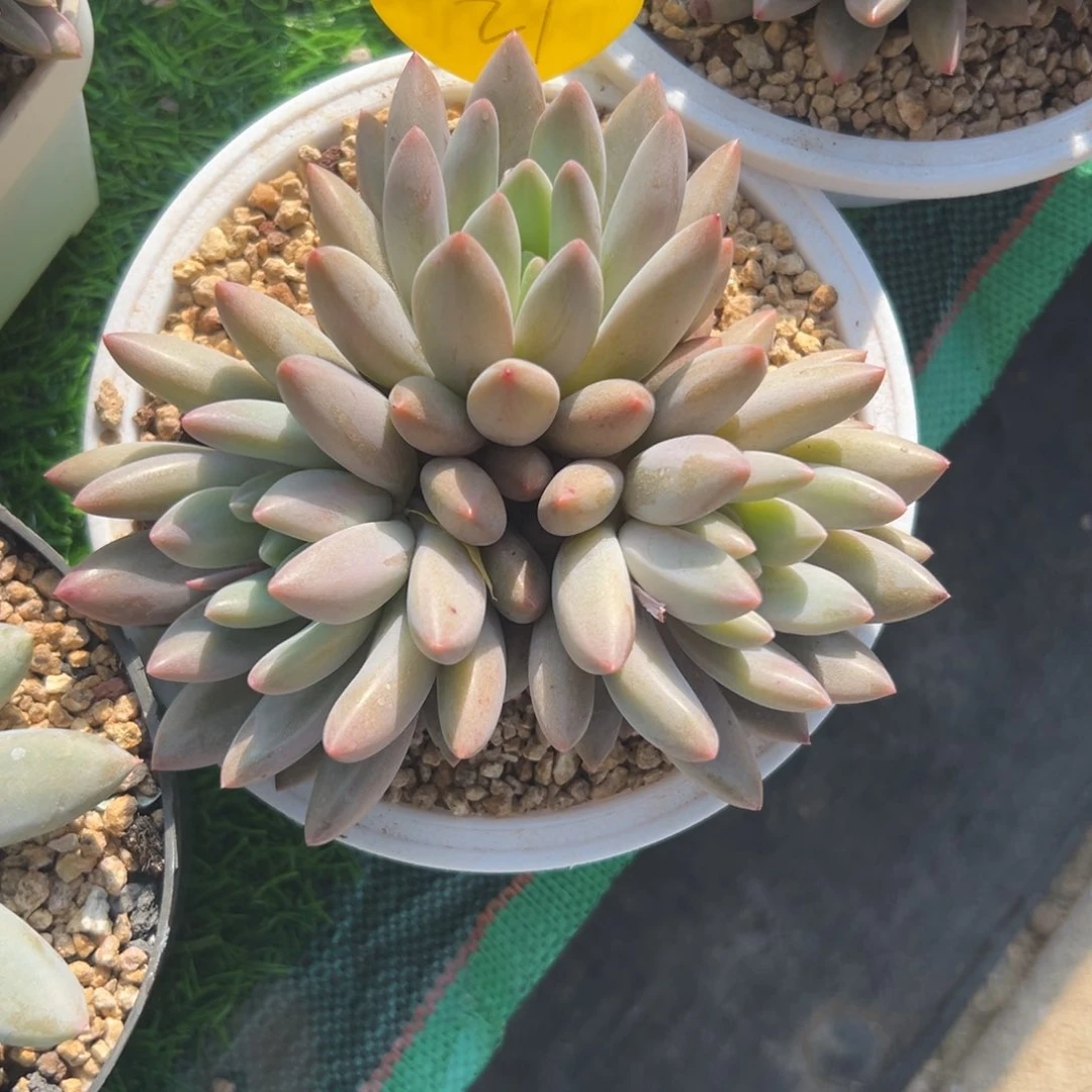 安*多肉植物一物一拍