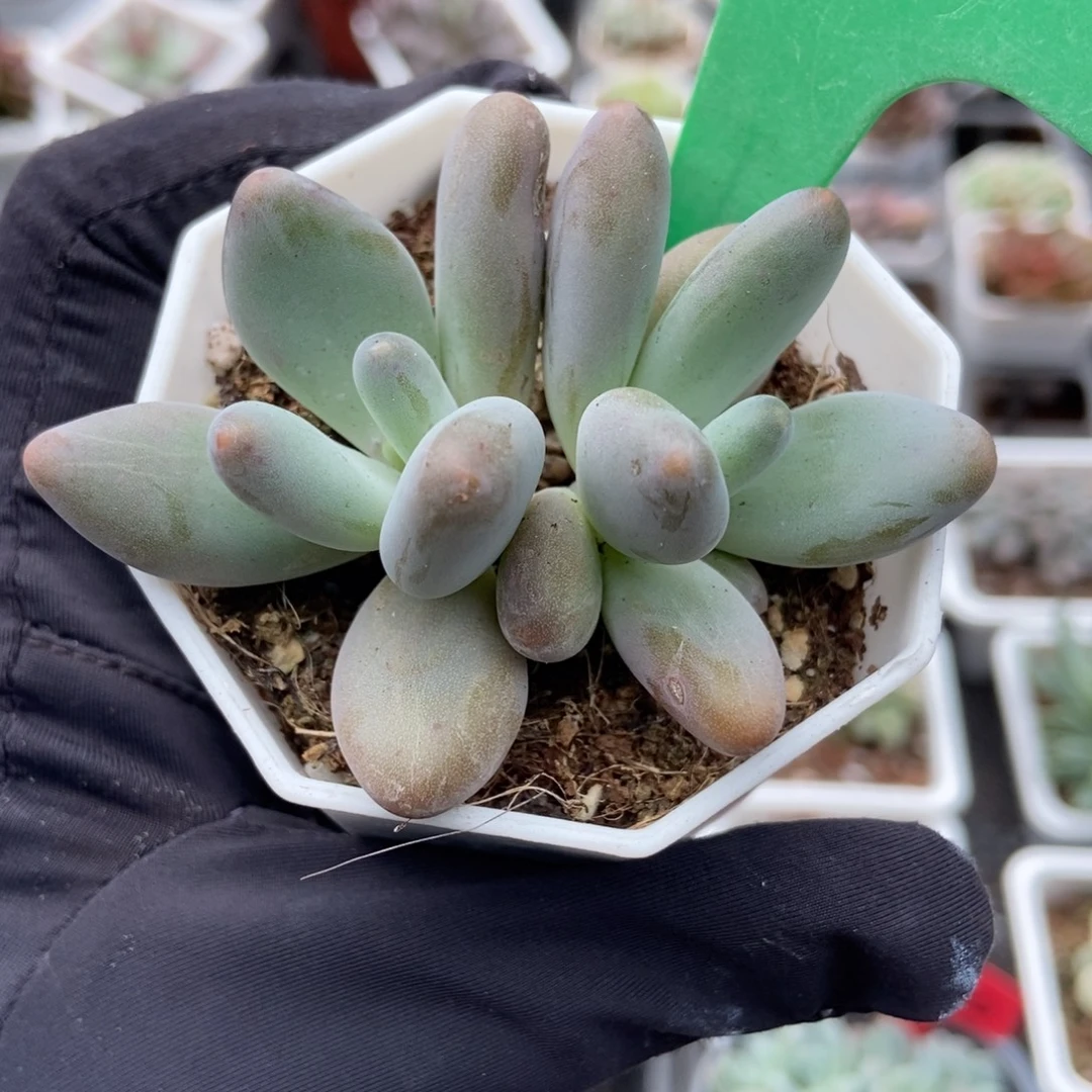 101企鹅多肉植物多肉
