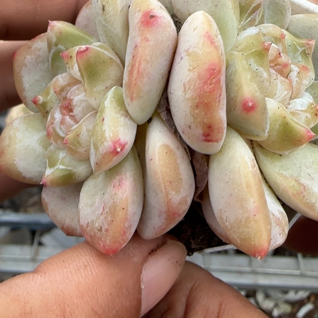 多肉小卡拉米糖心一物一拍