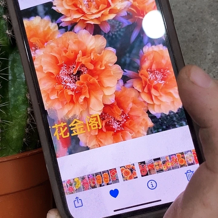 金阁仙人球，2578999