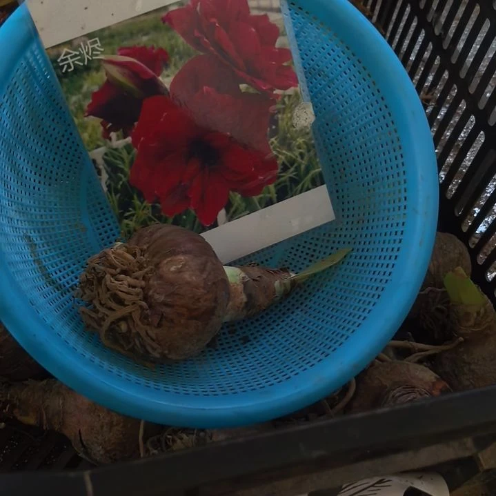 当前无花栽培后可以开花余烬6厘米