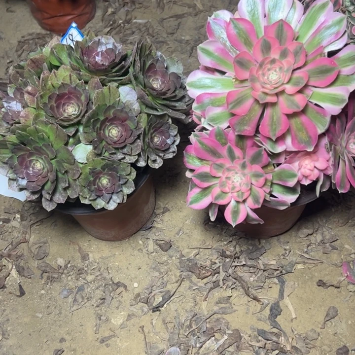 多肉植物两个法师68