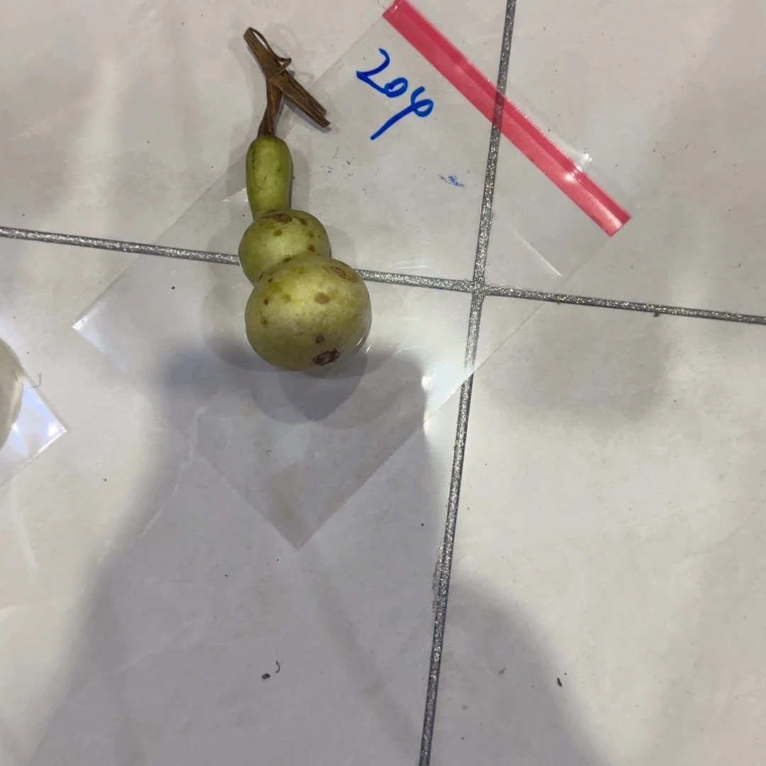 1***4青皮不包成青皮不包成