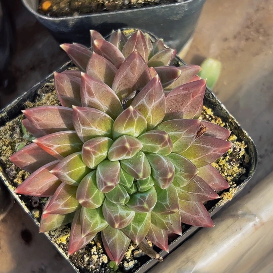 美人系列多肉植物