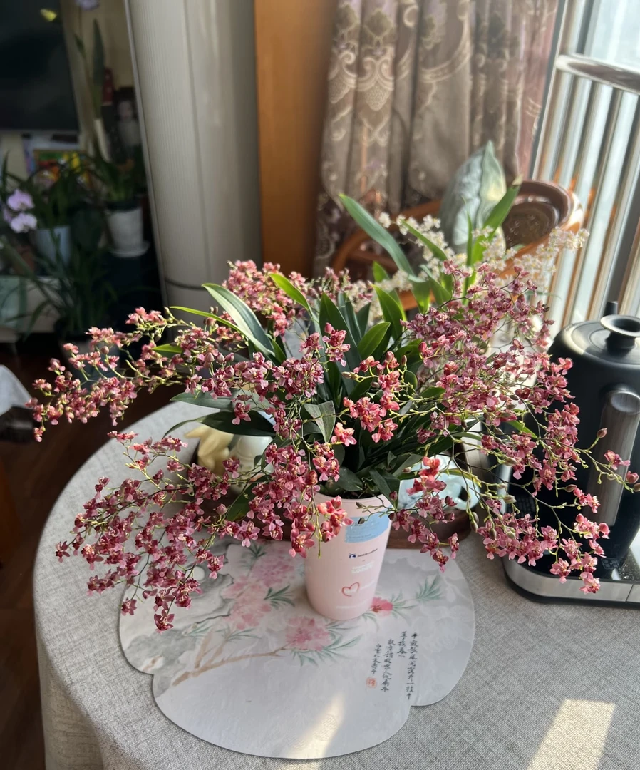 大盆梦香兰《满堂红》一物一拍