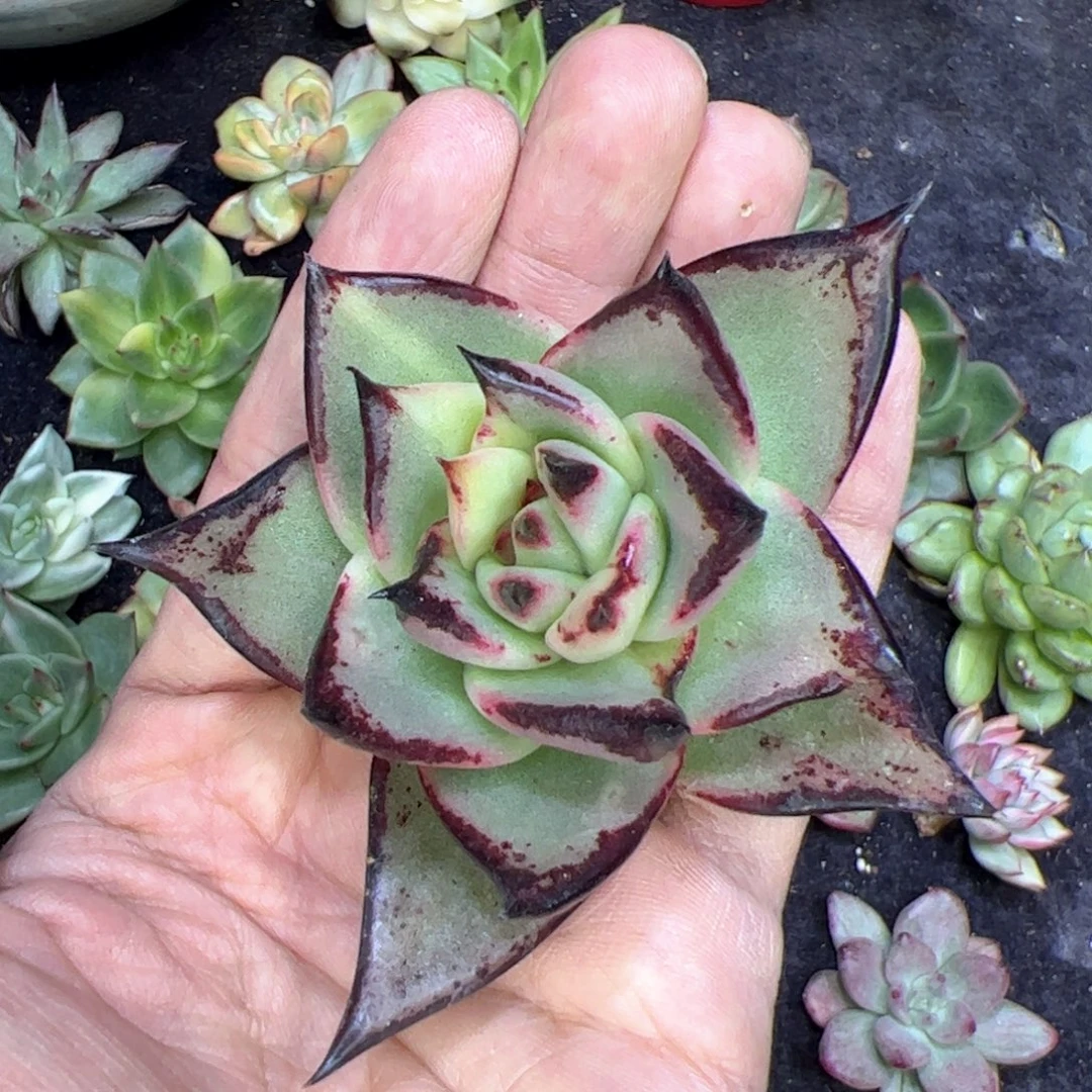 美乌，多肉植物组合