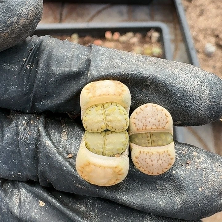 生石花1111。  97