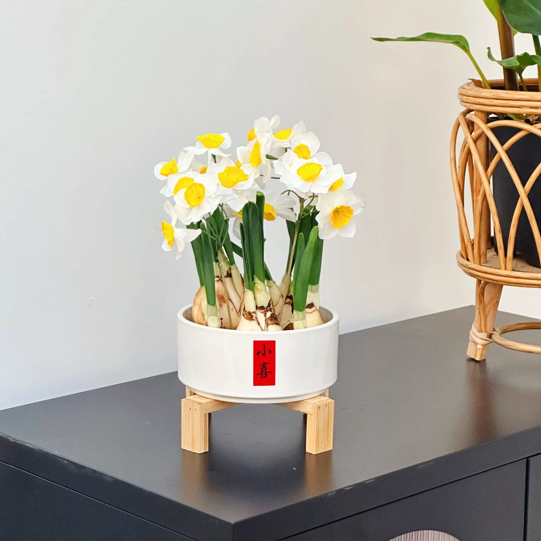 【漳州水仙花轻奢北欧款】小喜耐寒水培水养植物送礼佳品种好发货