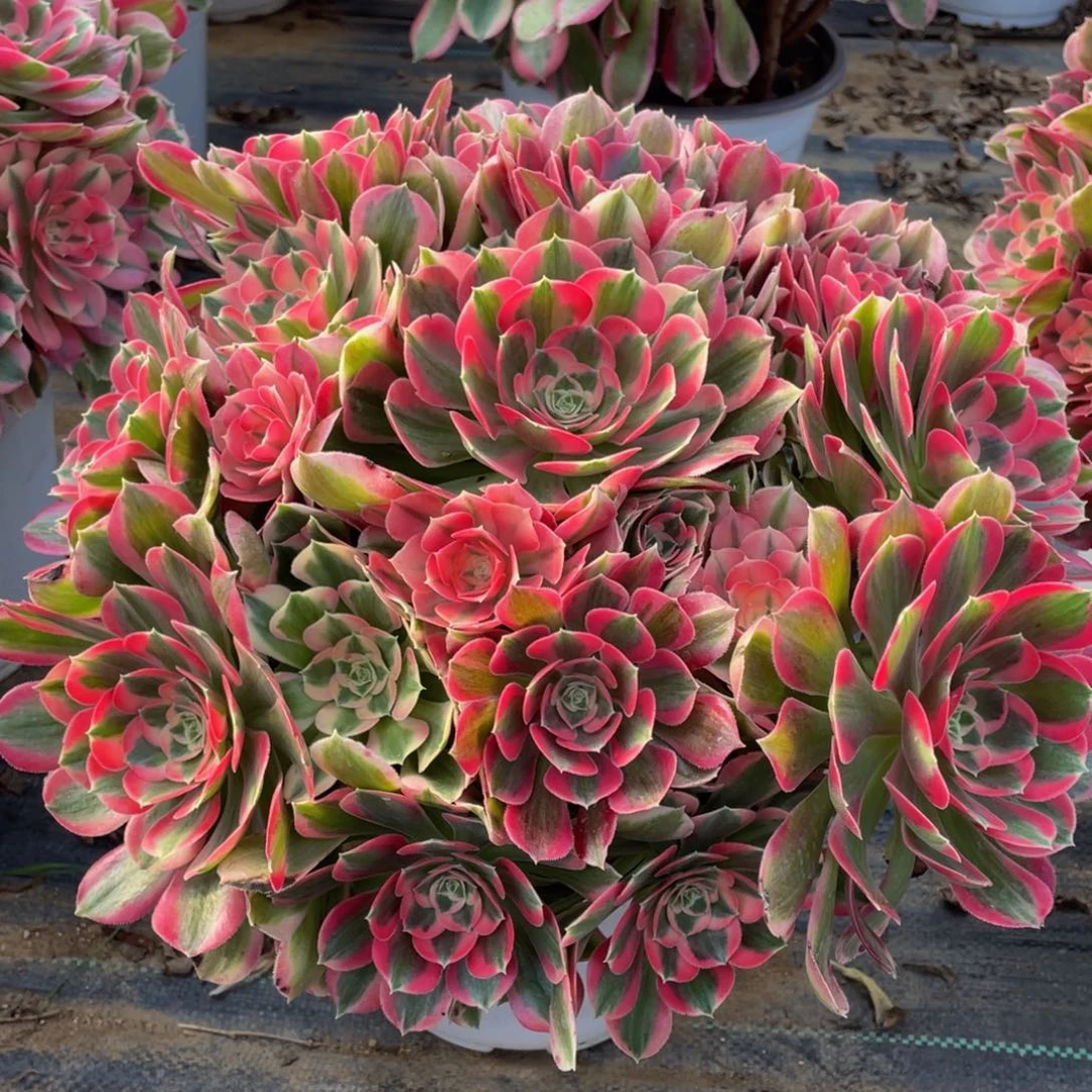 723初恋大捧花精品法师多肉