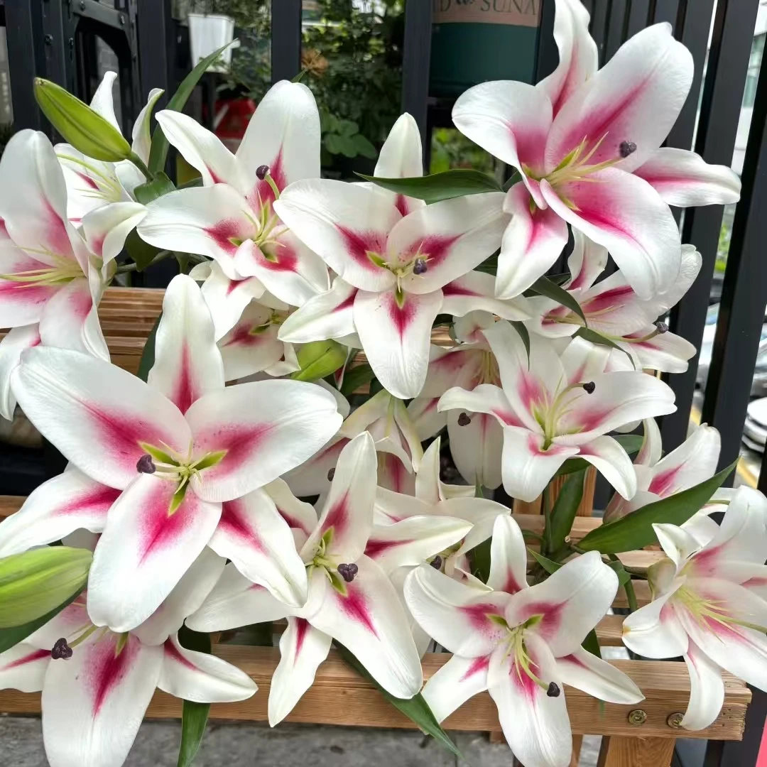 [新品火箭少女 单瓣百合鲜花]顶苞稍小不上色能接受拍