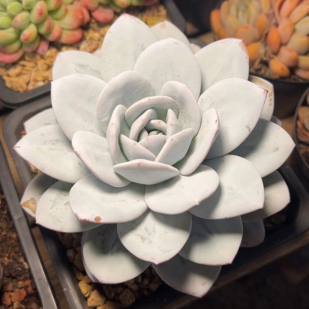 8-28-77精控雪莲单头
