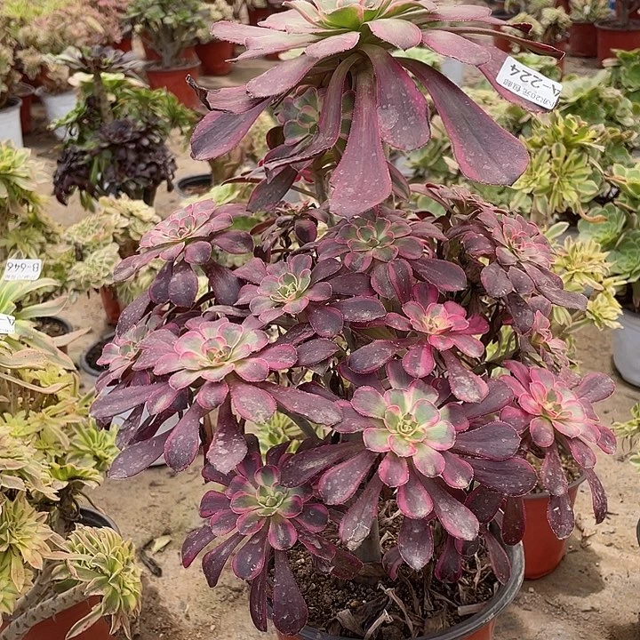 224莉娜多肉植物法师