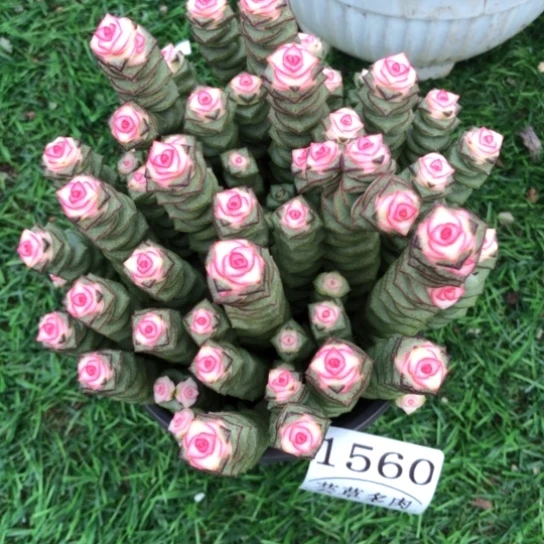 牡丹钱串1560，一物一拍