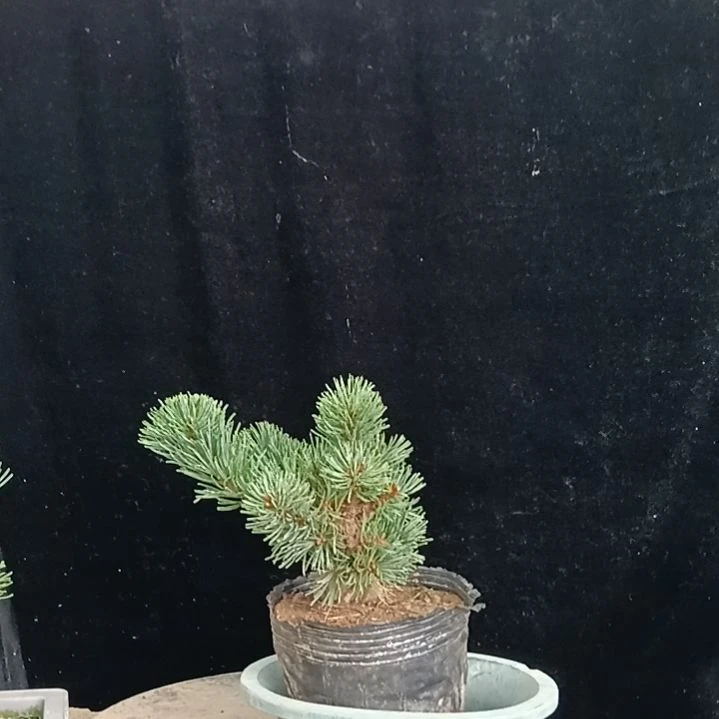 贵品大板松金针实物微型