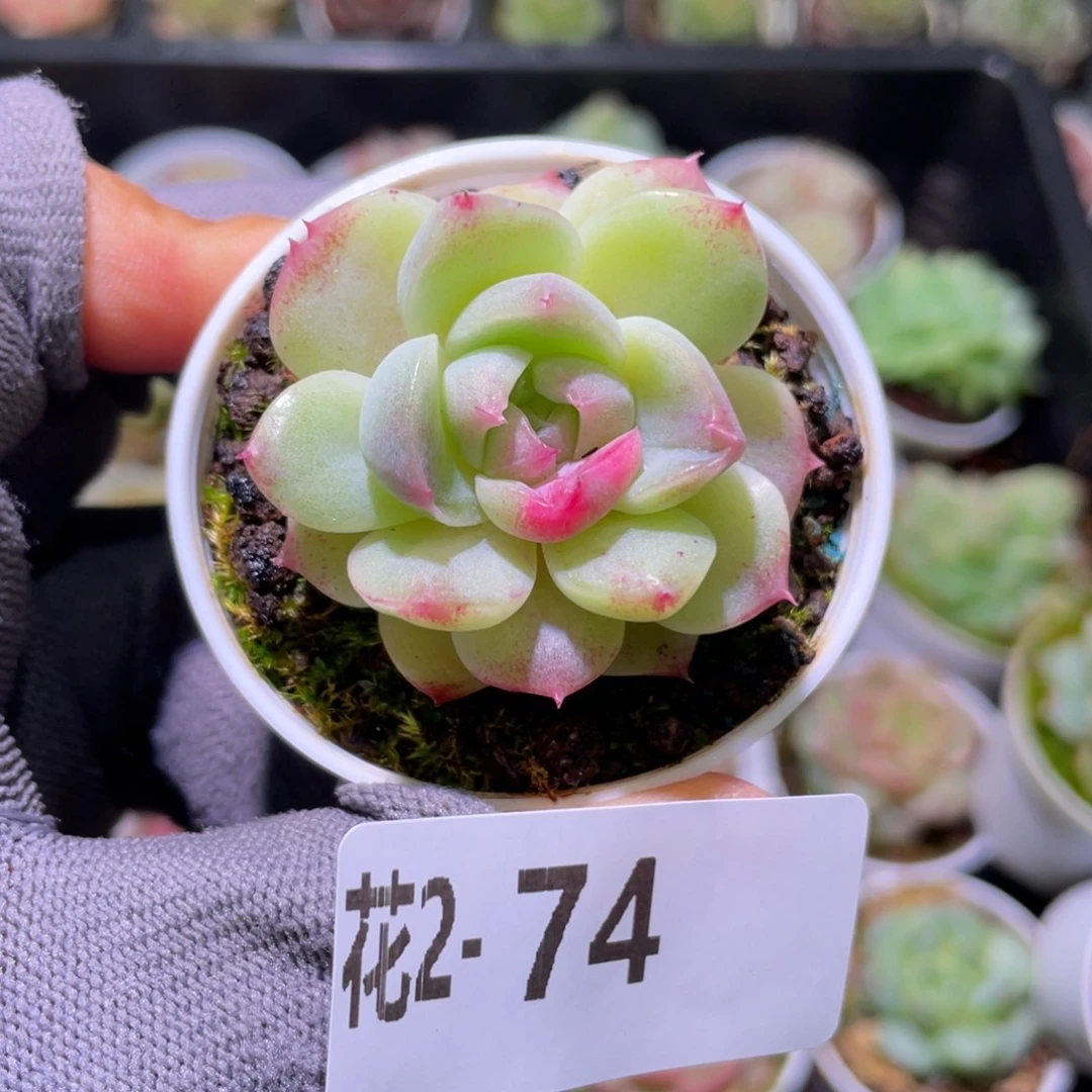 花利美  2-74新品