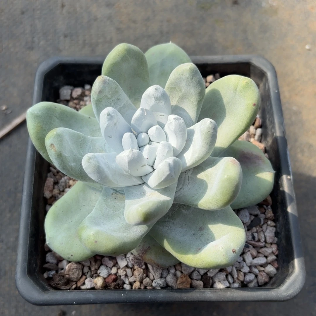 用***9拇指，仙女杯多肉。