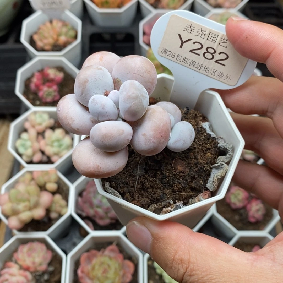0282 5cm 文斯通
