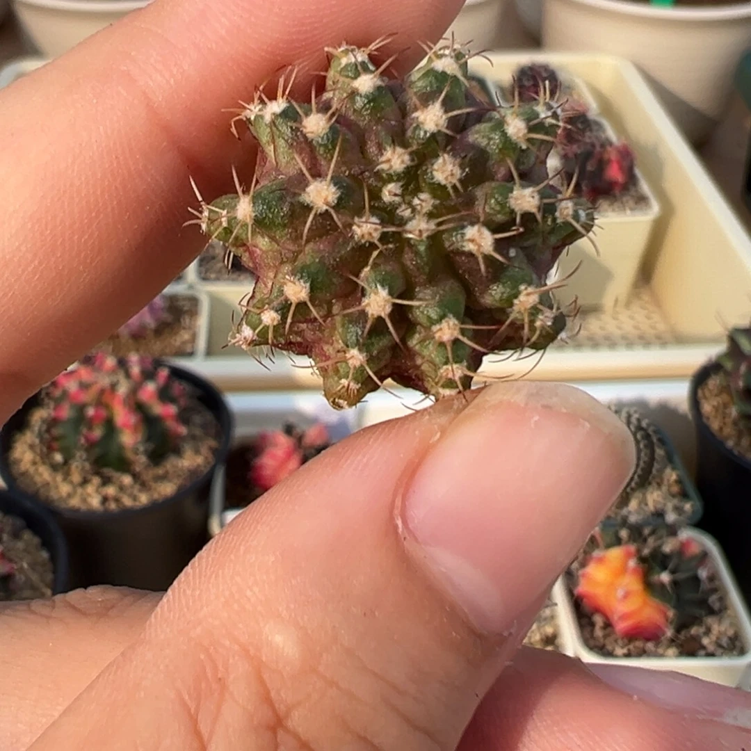 142 好看的米哈，冲冲冲