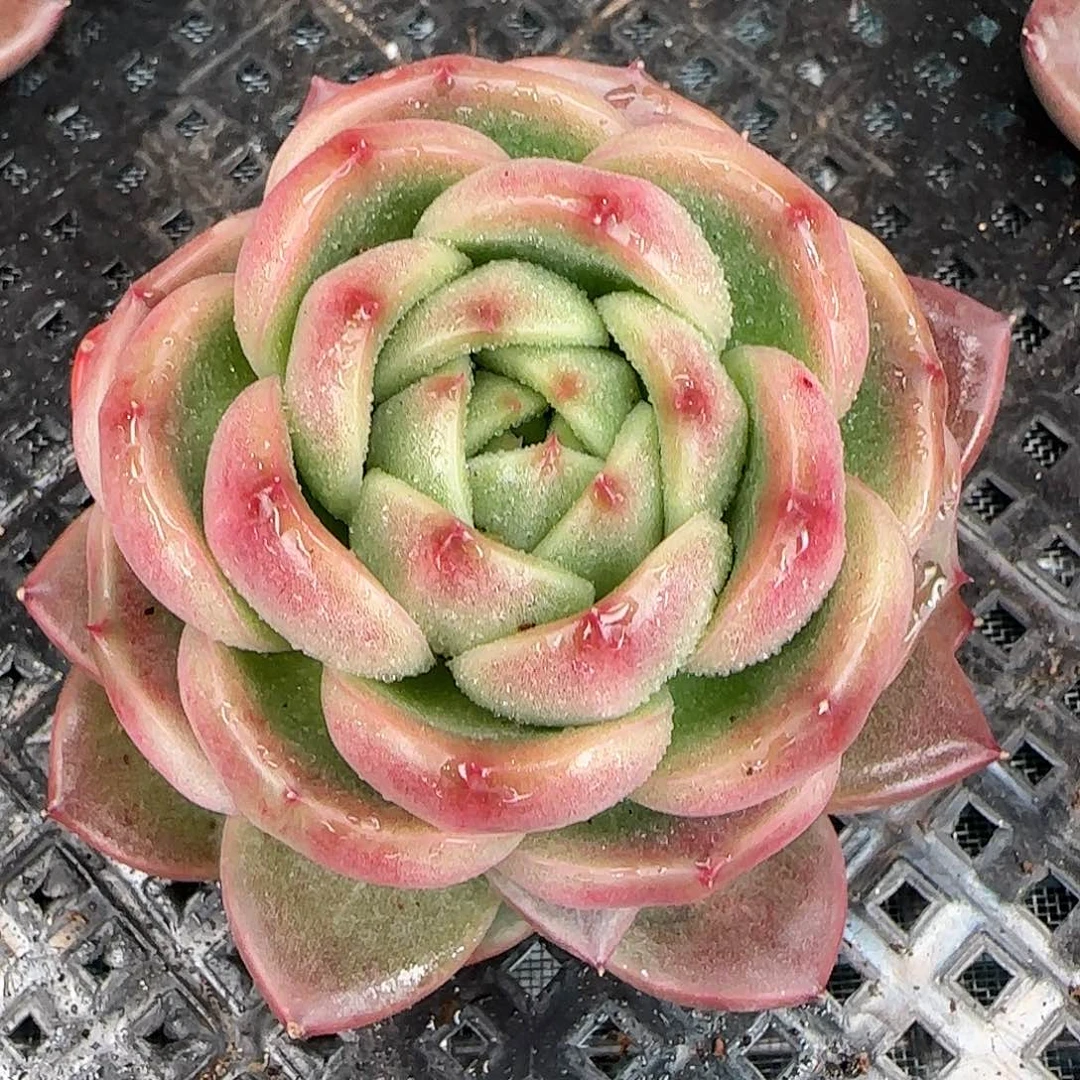 从前慢花园精选皮埃拉