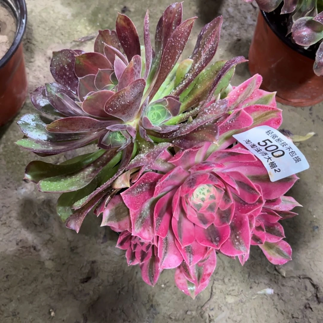 500粉女巫阴阳多肉植物法师