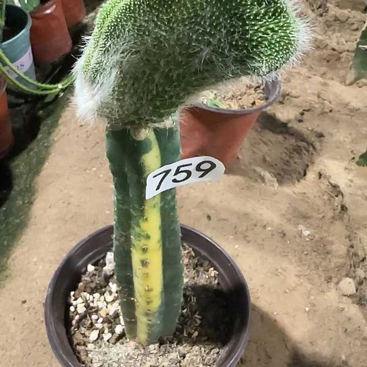 牧***霞无花朵嫁接九尾狐缀759