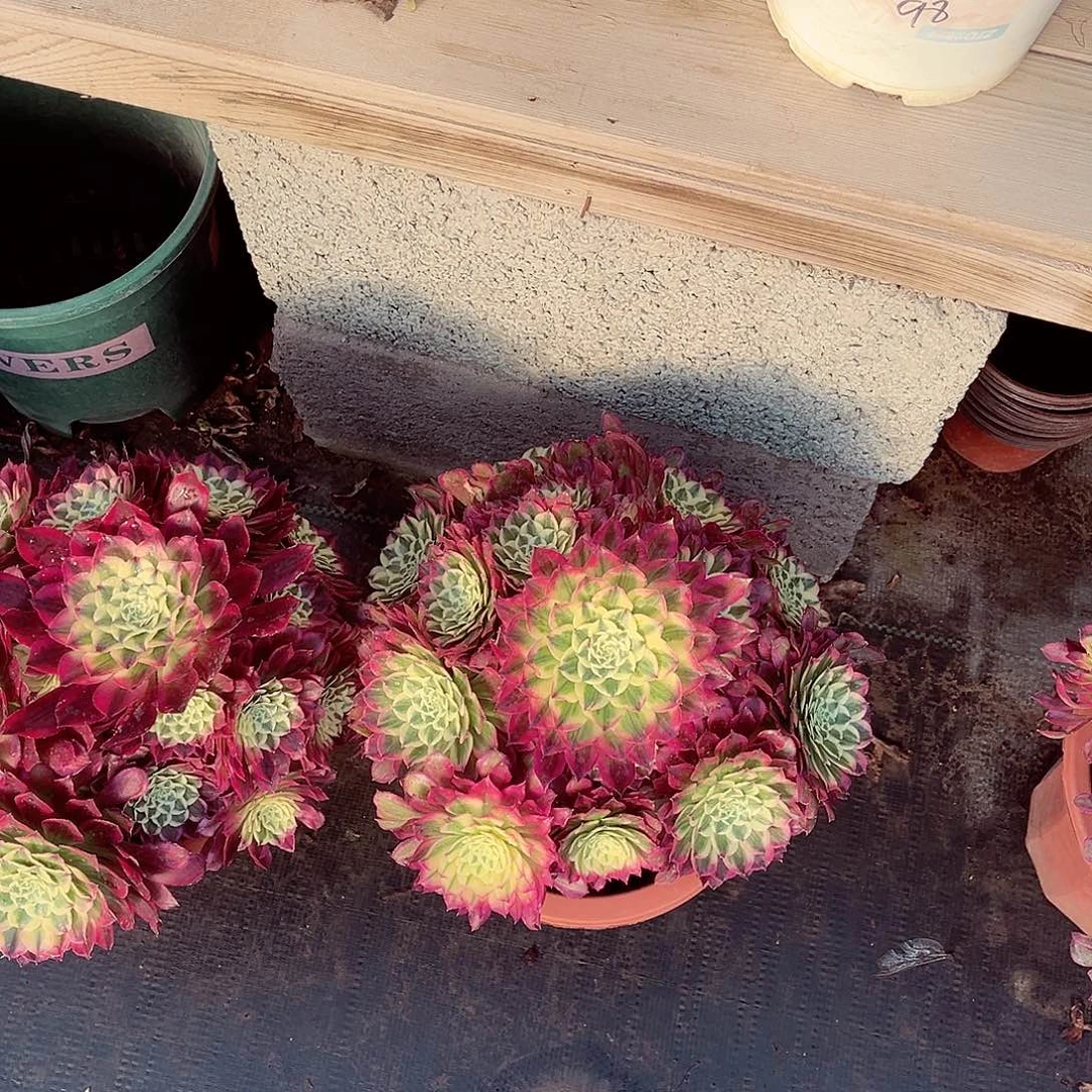 法师多肉植物f s