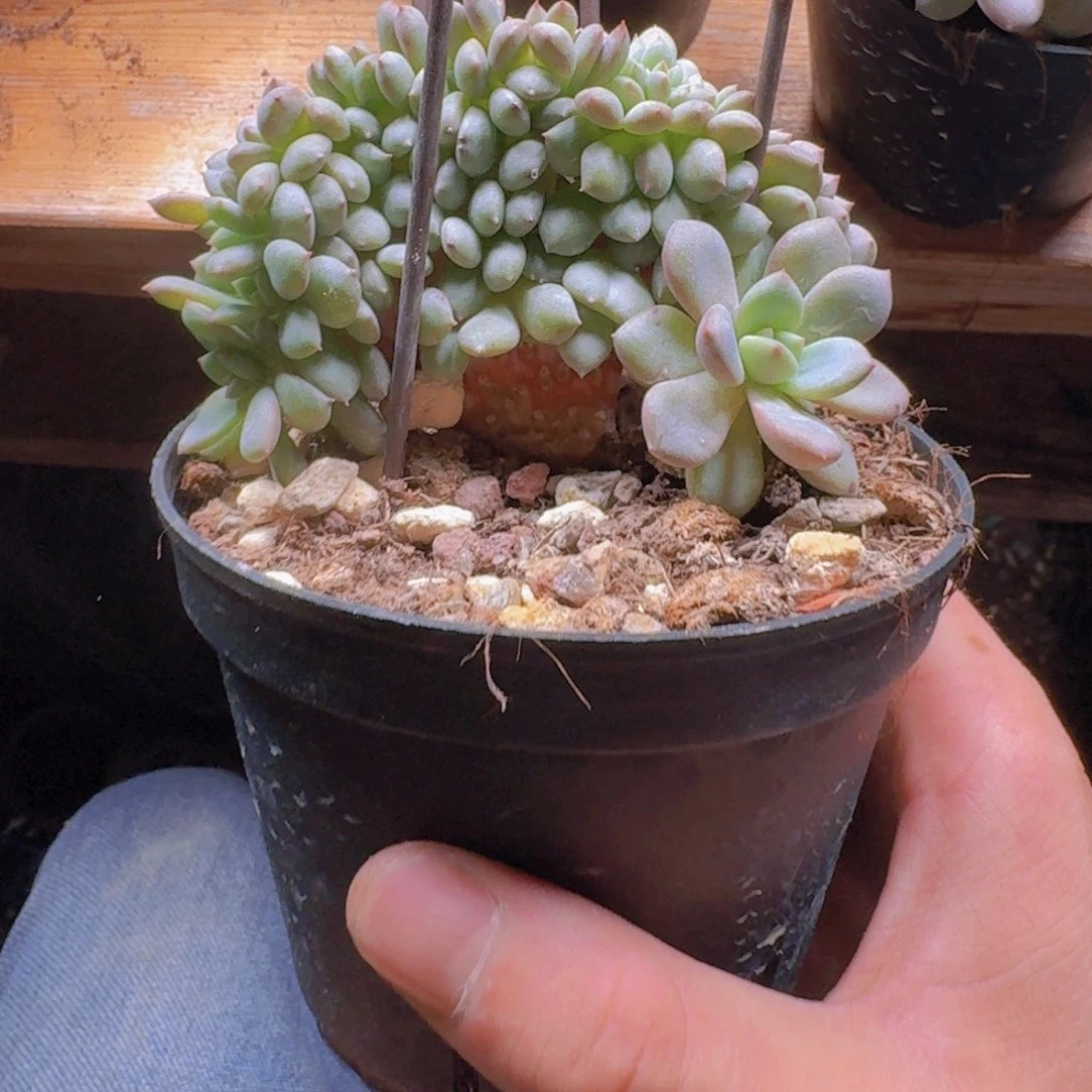 凌雪树缀无砍多肉