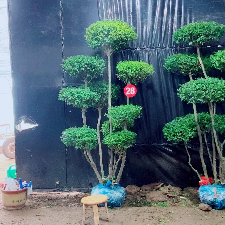 不开花植物一物一拍一个一个
