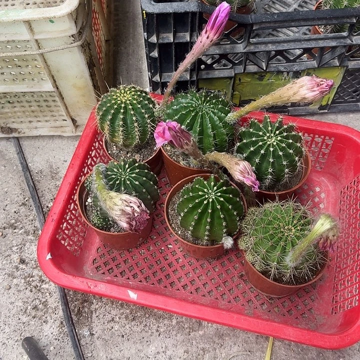 我***鬼无花朵彩草哈哈哈哈哈哈哈
