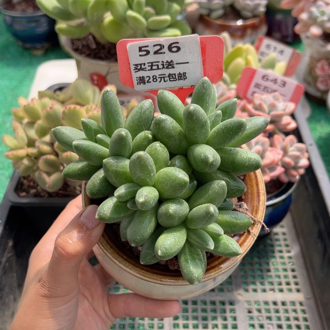 表妹精品多肉植物526.
