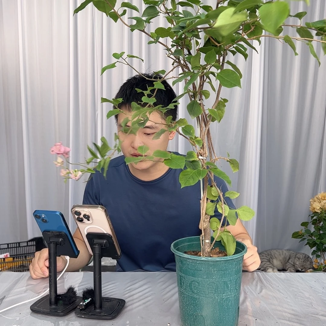 当前无花栽培后可以开花红粉佳人带竹一棵