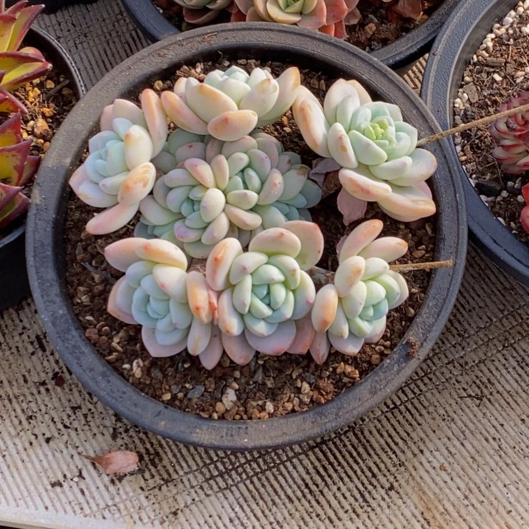 大*姐48包邮一物一拍多肉植物