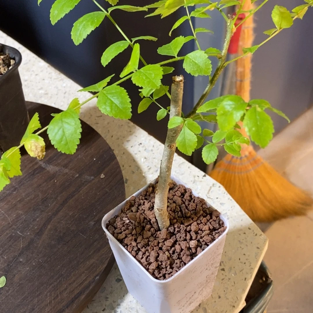 枫***㎏朗迪森拉特没药扦插