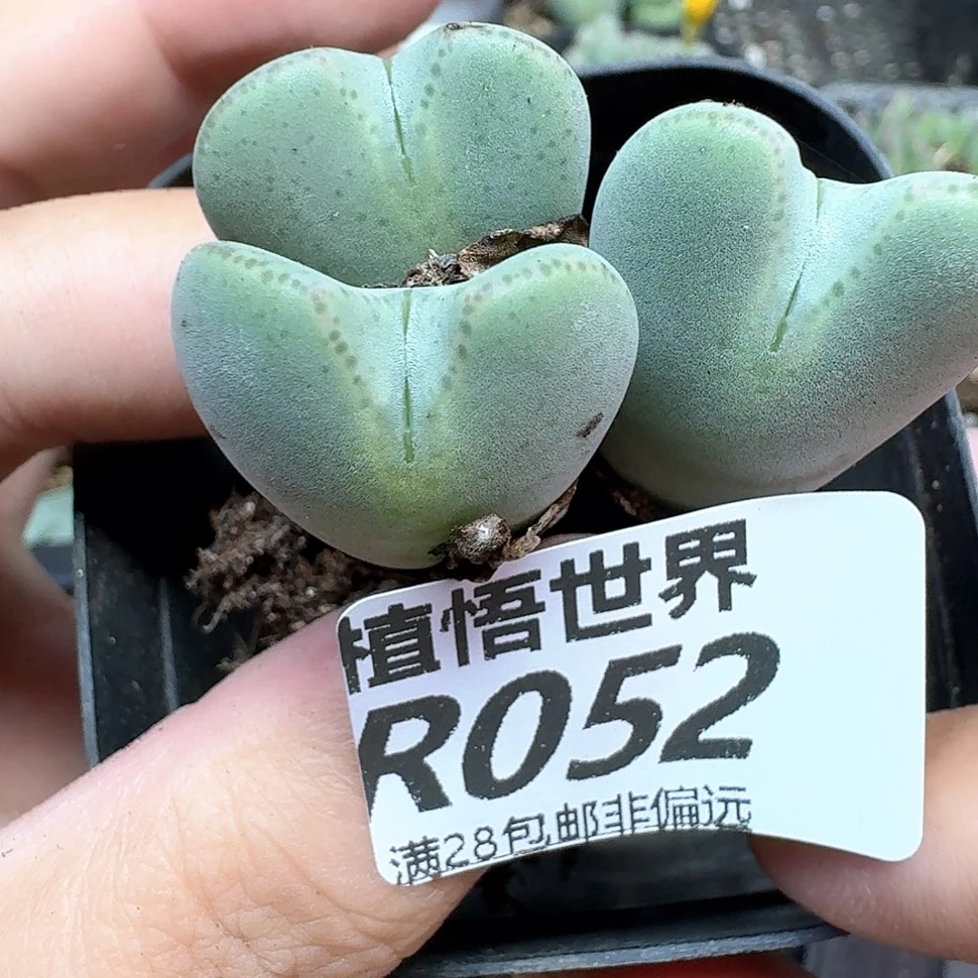 多肉植物的润泽额