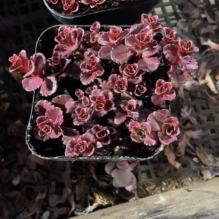 小球玫瑰2.8带盆土