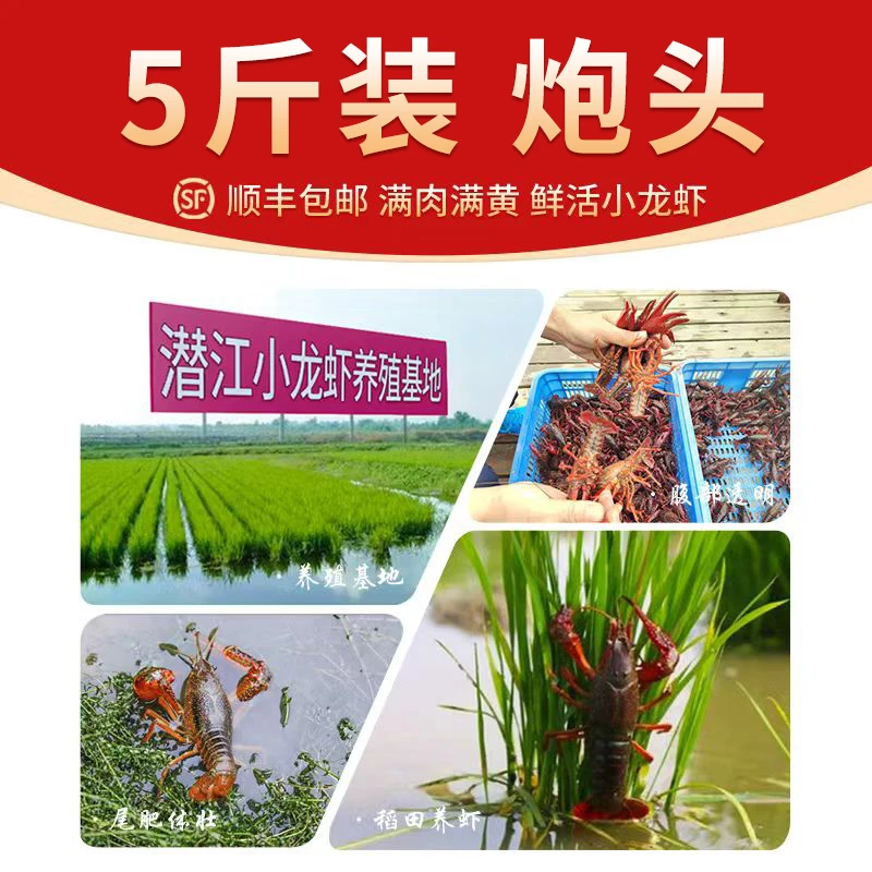【精品炮头5斤装送礼版】湖北潜江鲜活小龙虾顺丰包邮