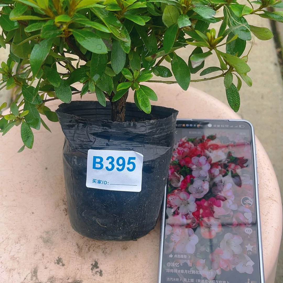 无花朵直播时间一直一直