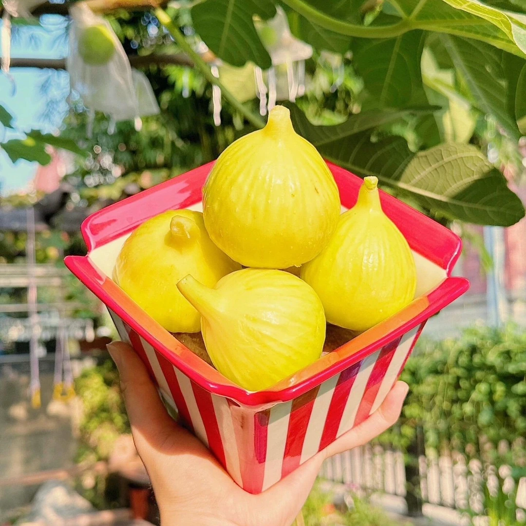 无花果树苗特大糖包子新疆早黄糖心抗寒耐寒南方北方种植当年结果
