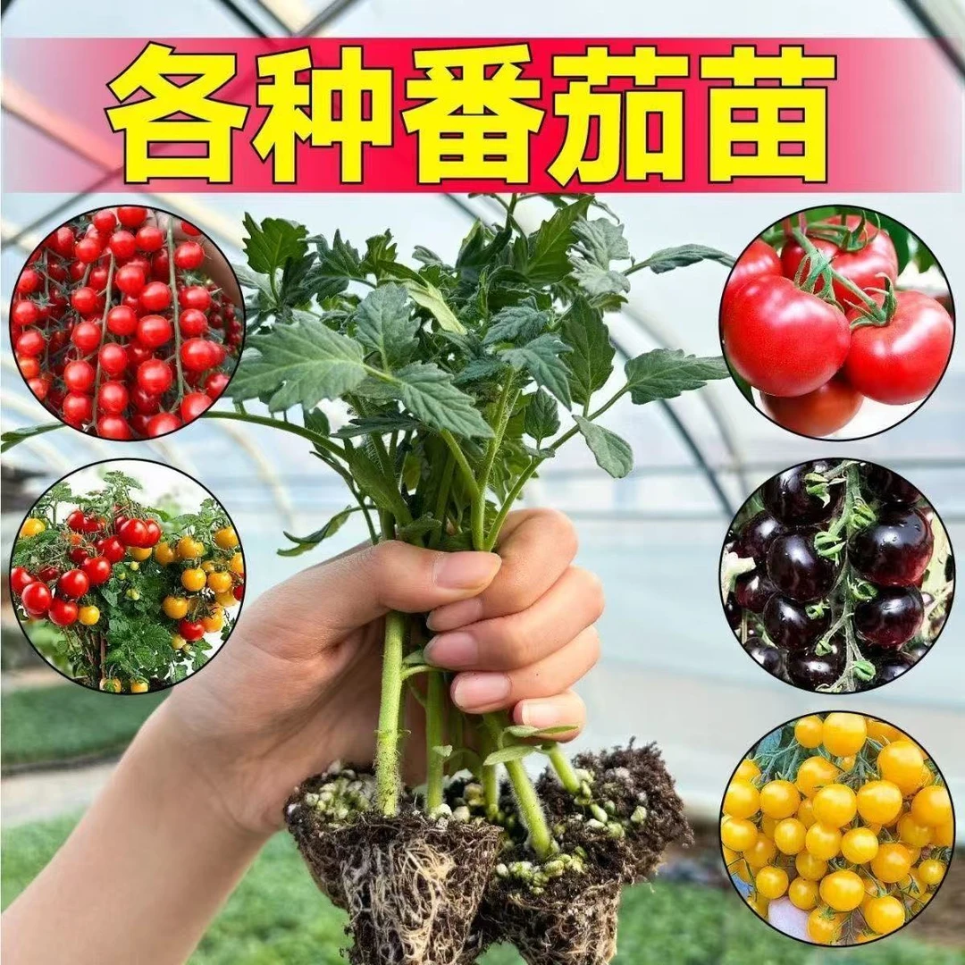 番茄秧苗老品种西红柿苗红圣女果苗千禧小番茄苗黑珍珠苗阳台盆栽