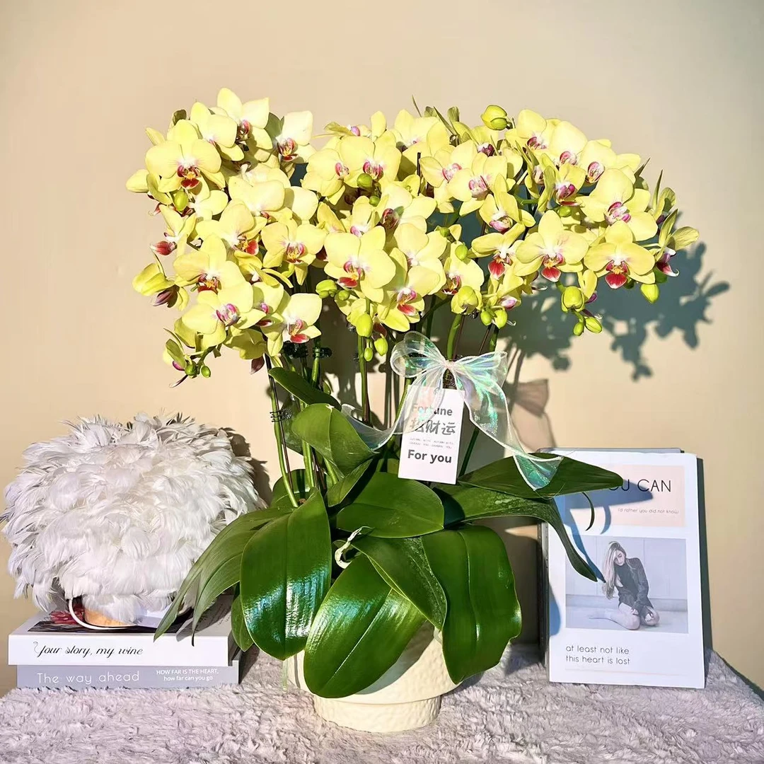 花掌柜 朝阳 年宵花蝴蝶兰黄色花型 室内精品观赏 真花