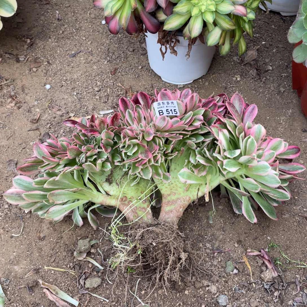 515粉女巫缀多肉法师断枝不包