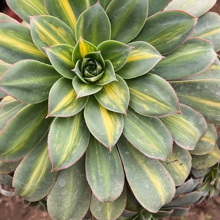 雅***静多肉植物180不售后