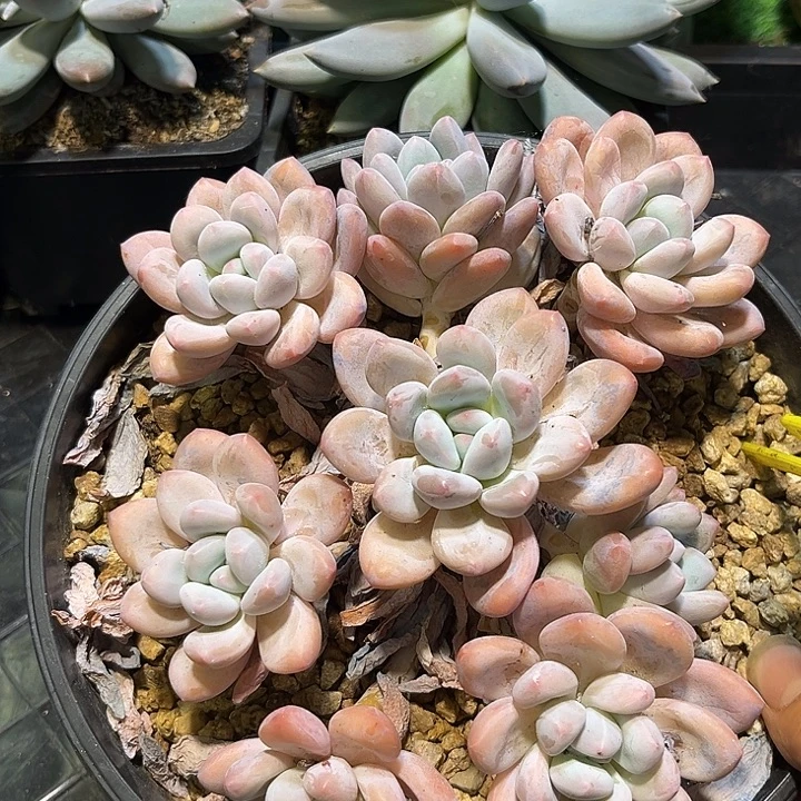 多肉植物香水群860