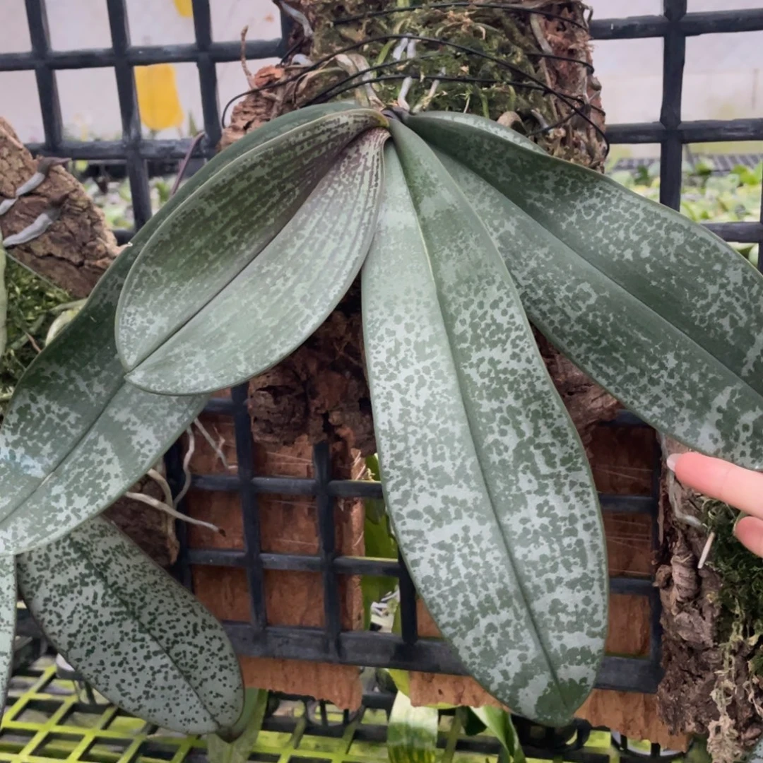 当前无花栽培后可以开花swr23FV康德交西交史