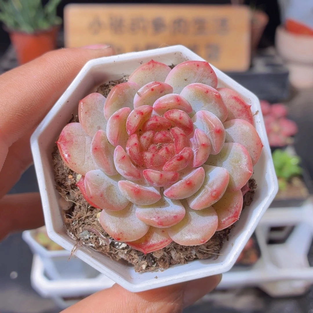 葡萄珍妮多肉9.9包邮发货